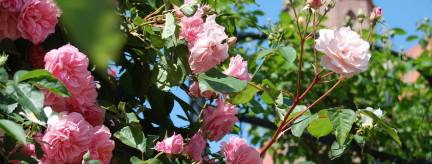 Rosenfest im Garten am Literaturmuseum