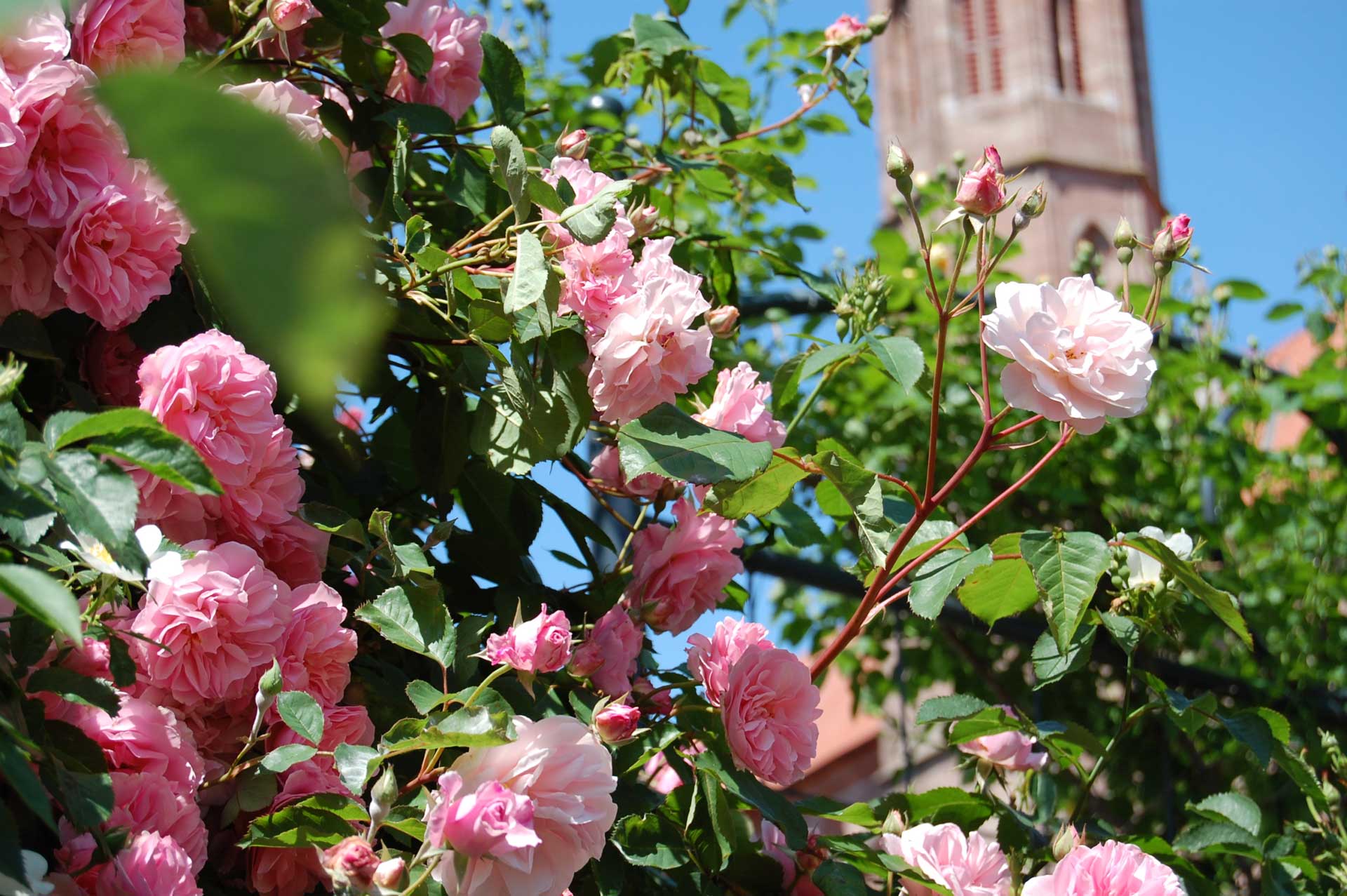 Rosenfest im Garten am Literaturmuseum